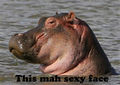 Sexy-hippo.jpg