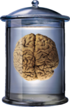 Brain-in-jar.png